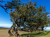 Windschief wachsende Lorbeerbäume - Fanal Hochebene